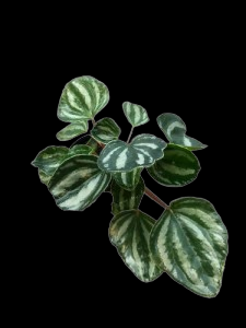 Begonia 014.Thai Hybrid