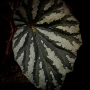 Begonia irian Jaya