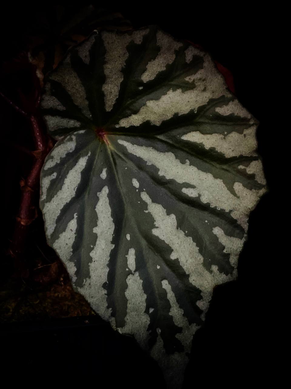 Begonia irian Jaya