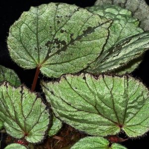 Begonia akatejawensis