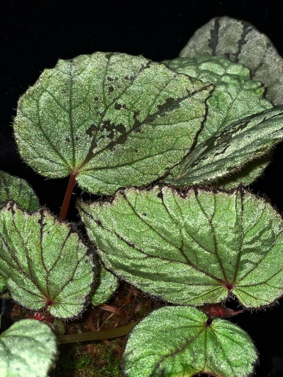 Begonia akatejawensis