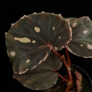 Begonia alicida