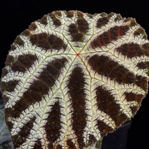 Begonia arachnoidea white form