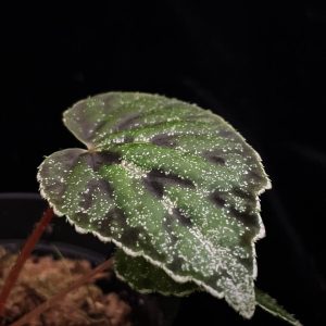 Begonia austrovietnamica