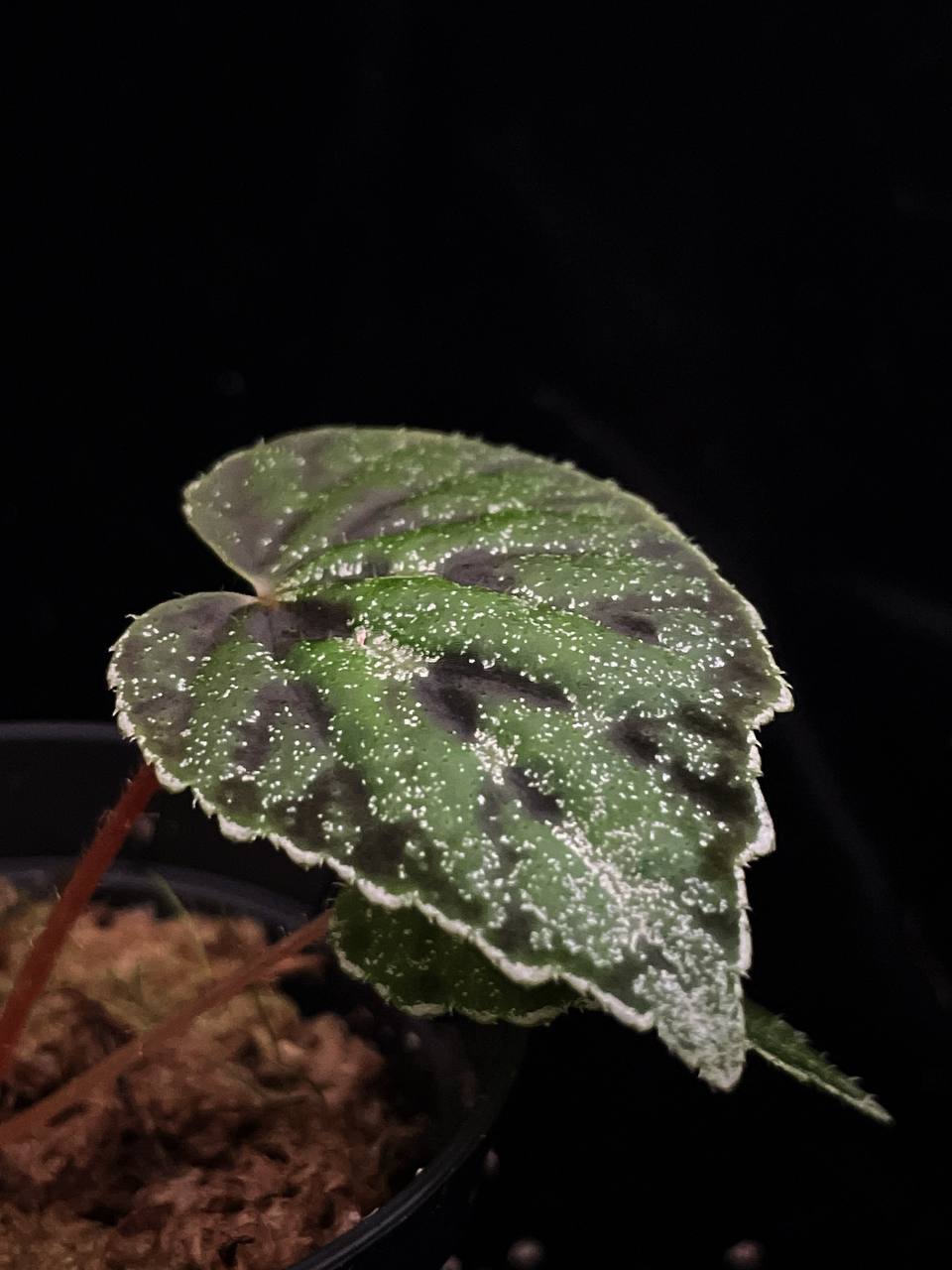 Begonia austrovietnamica
