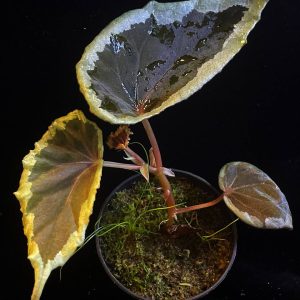 Begonia baramensis