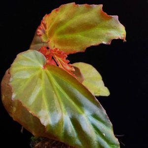 Begonia borneensis