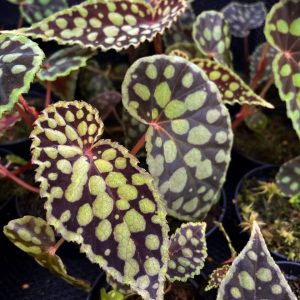 Begonia chloristica red form