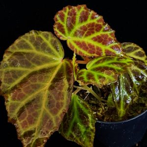 Begonia chleuroneura