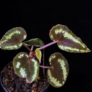 Begonia curtisii