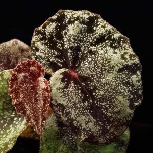 Begonia curtisii galaxy