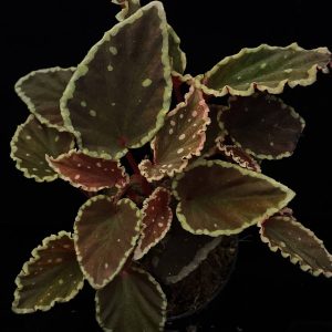 Begonia darthvaderiana x malachosticta