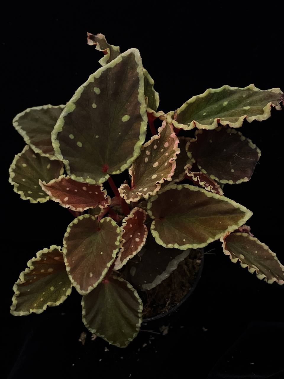 Begonia darthvaderiana x malachosticta