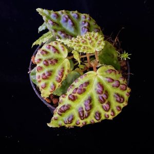 Begonia dracopelta