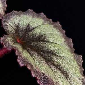 Begonia flamingo soul