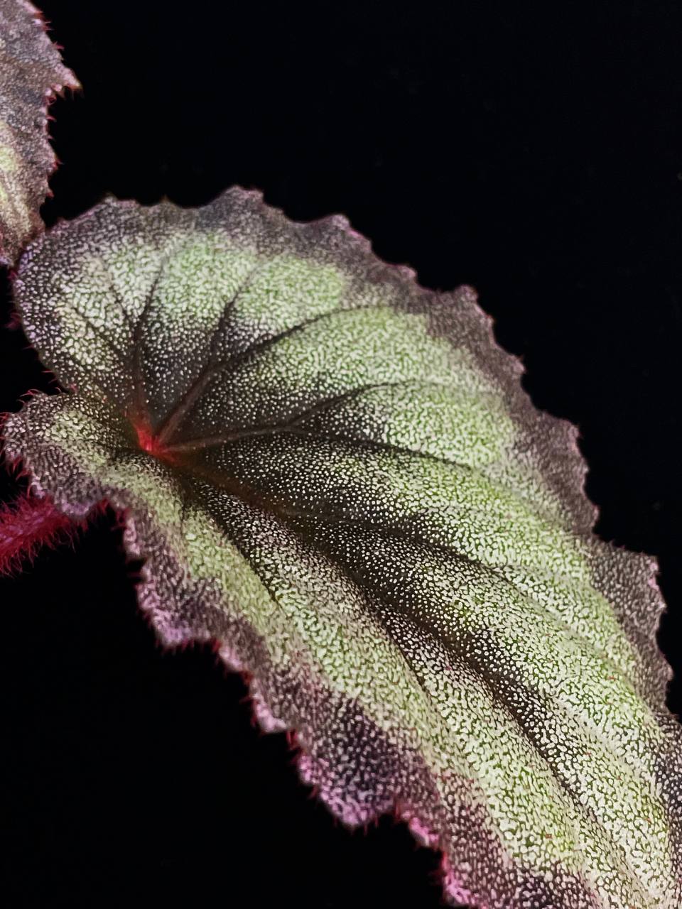 Begonia flamingo soul
