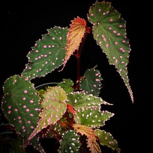 Begonia gracillima