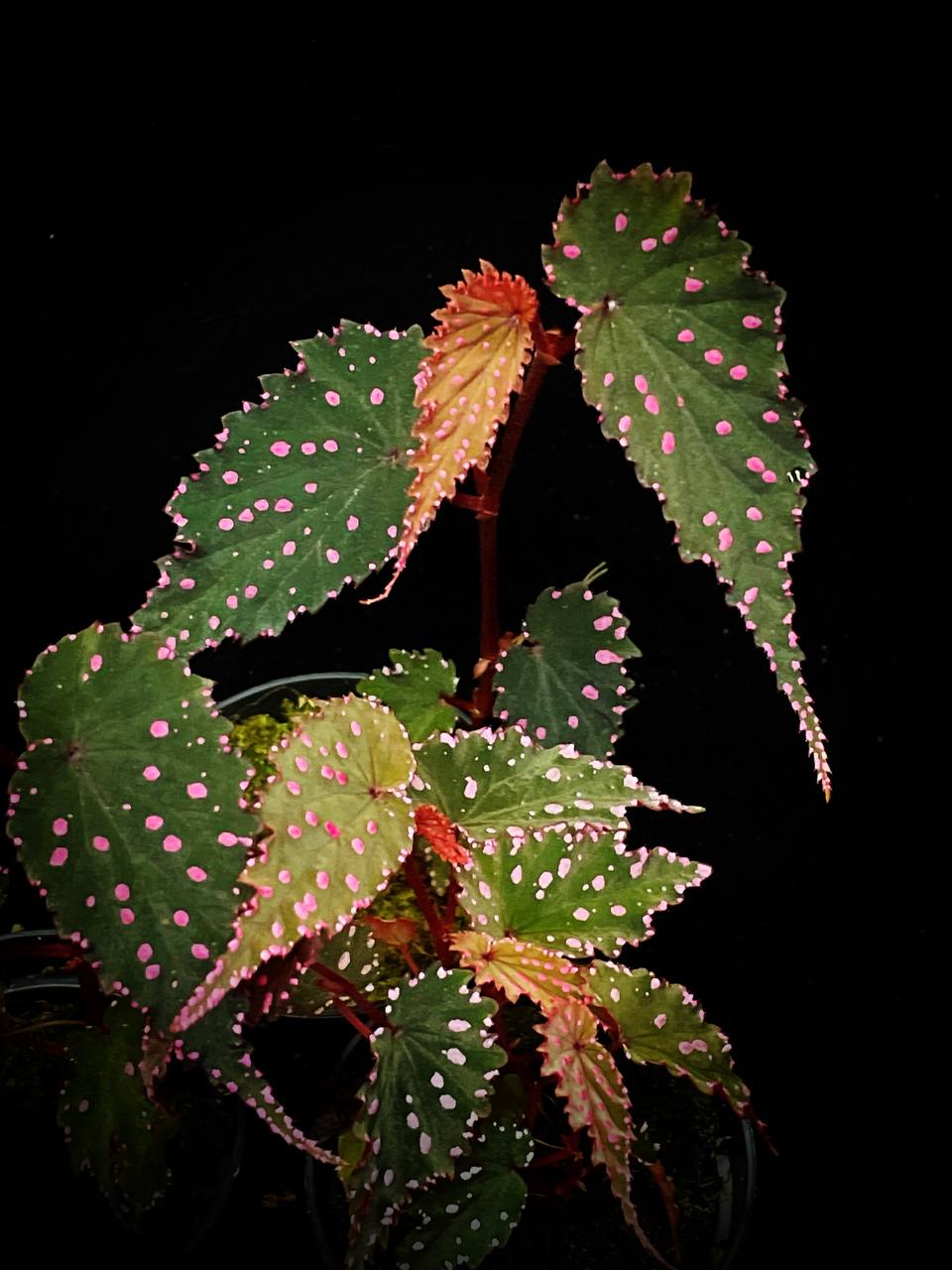 Begonia gracillima