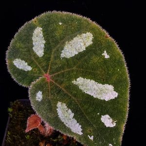 Begonia gulinqingensis