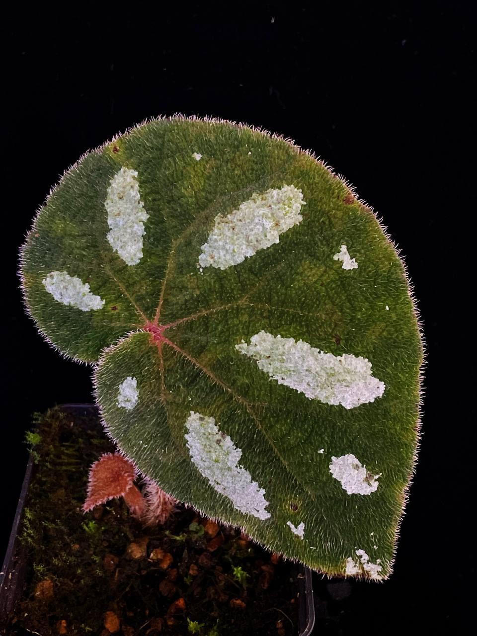 Begonia gulinqingensis