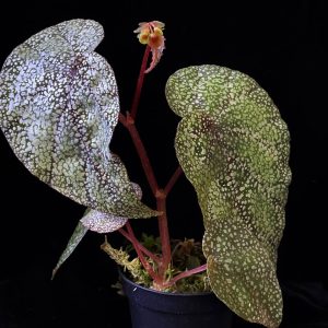 Begonia intergrifolia