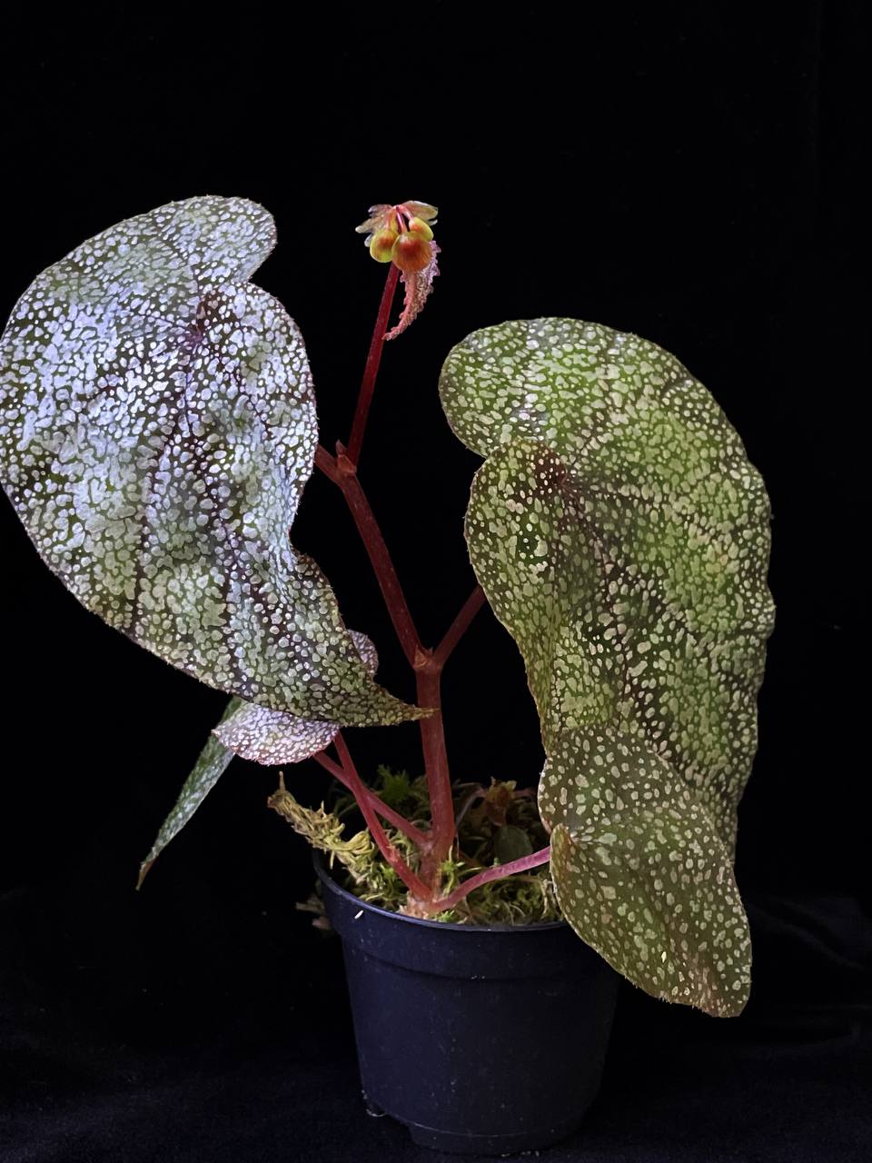 Begonia intergrifolia