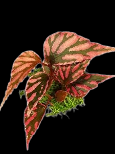 Begonia julau