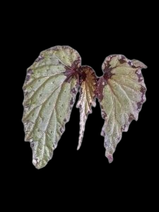 Begonia kapuas hulu U679