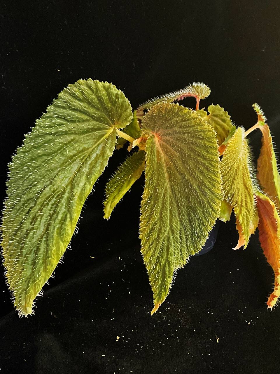 Begonia lambii