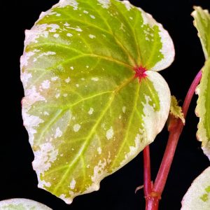 Begonia lidi