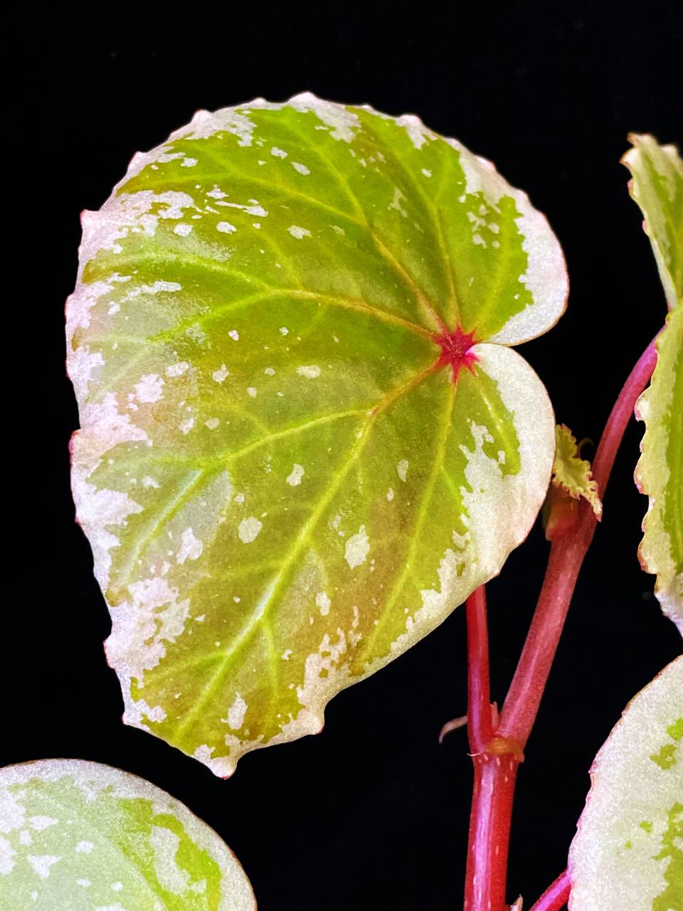 Begonia lidi