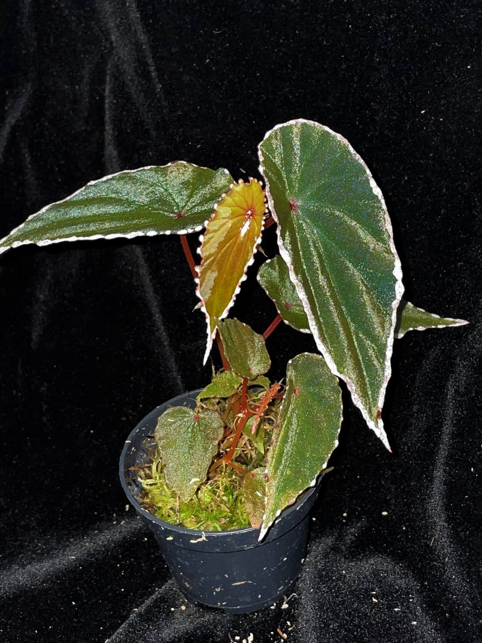 Begonia notobaramensis