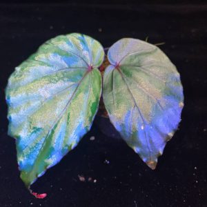 Begonia pavonina