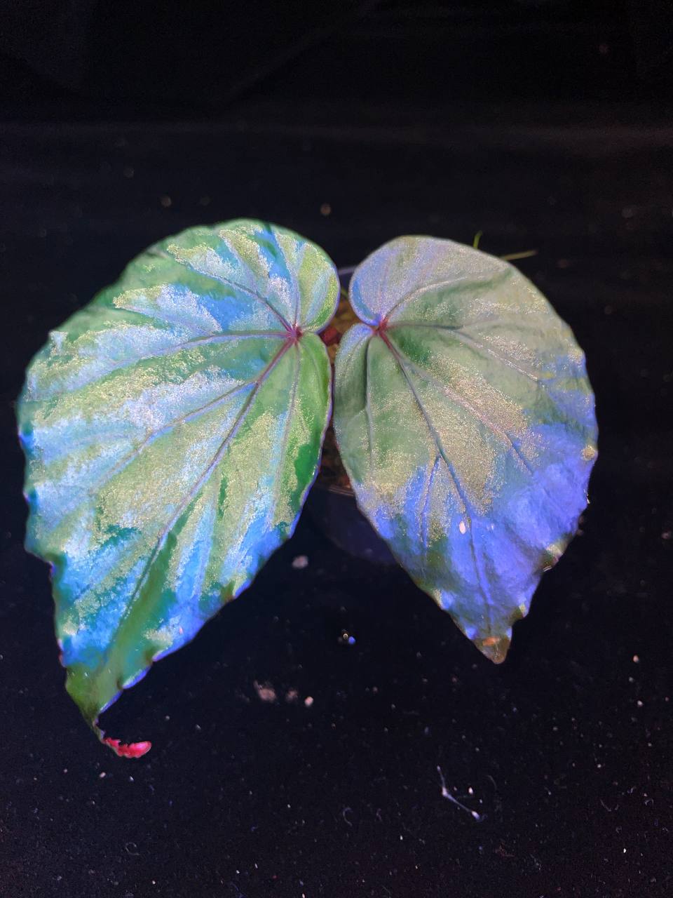 Begonia pavonina