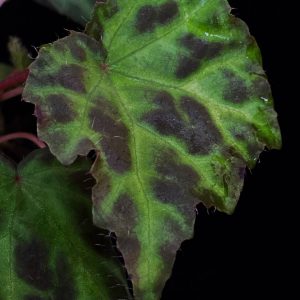 Begonia sarawak