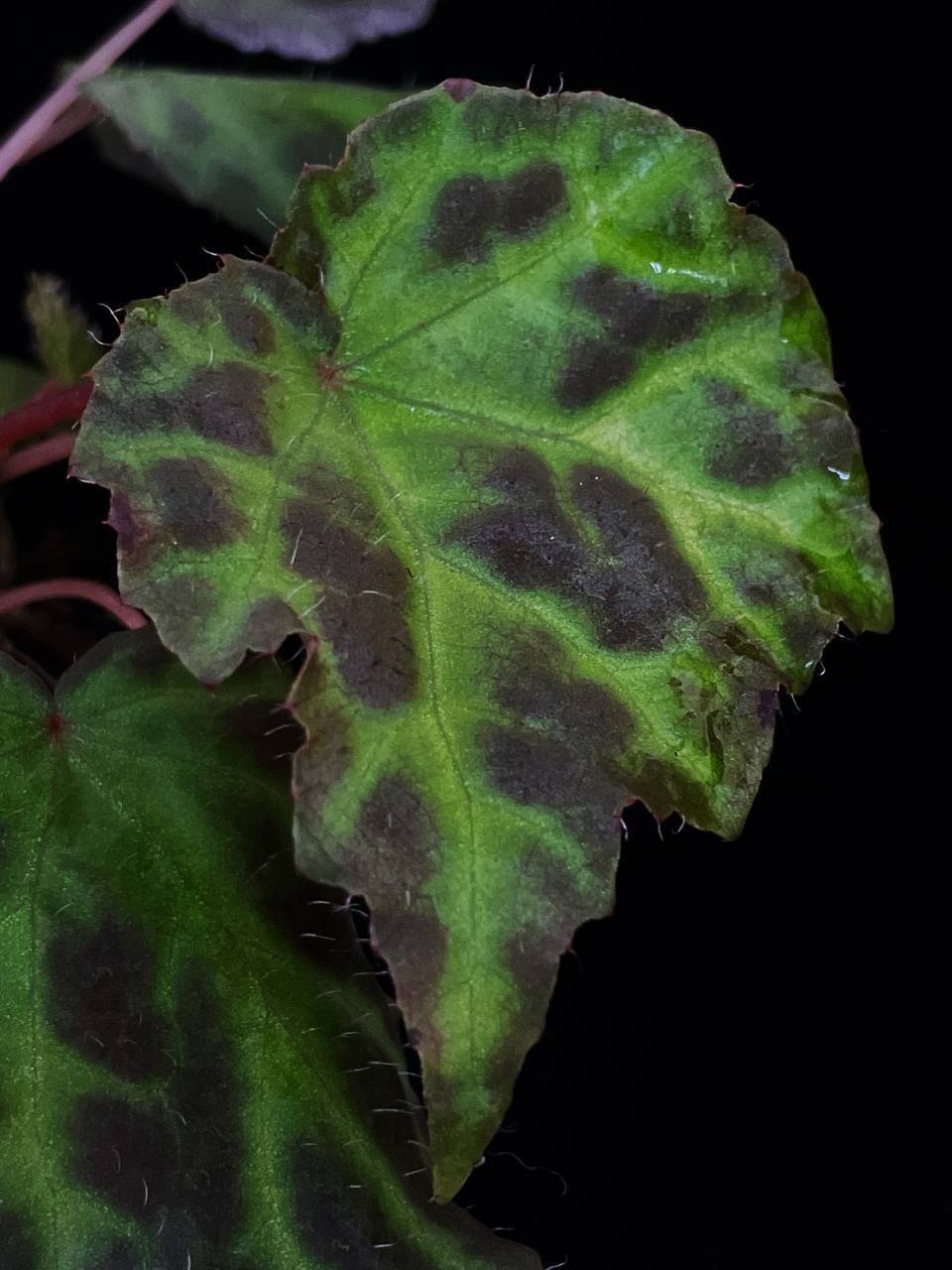 Begonia sarawak