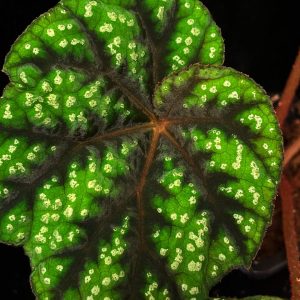 Begonia shiwansanensis