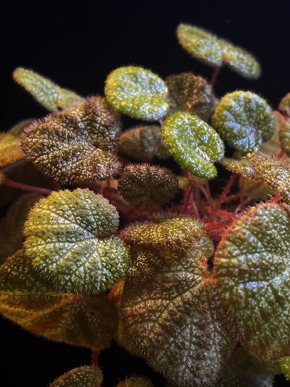 Begonia sp. china
