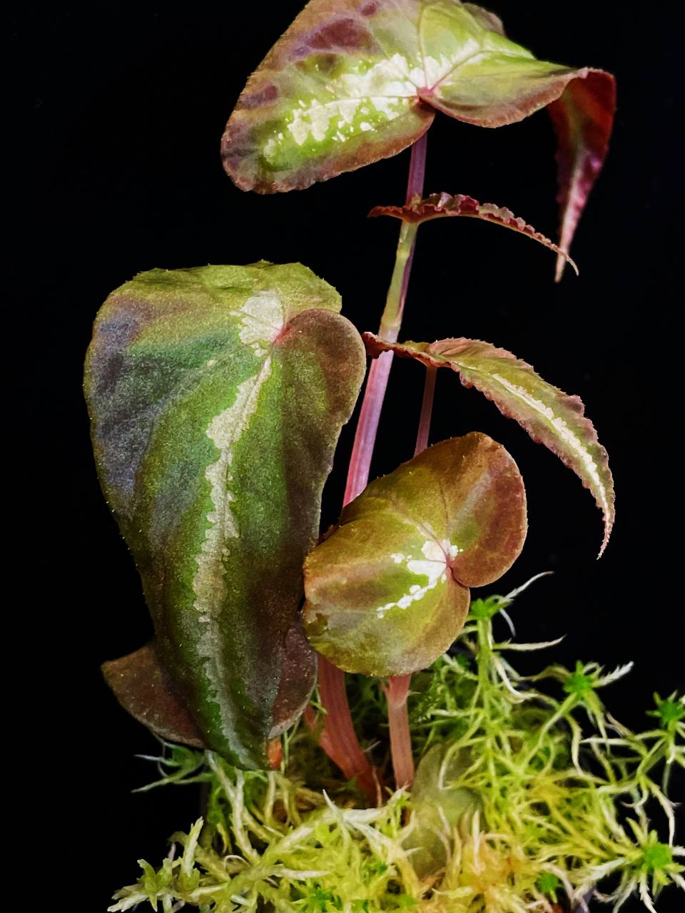 Begonia sp green wings