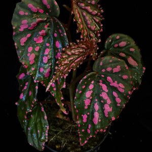 Begonia sp hairy spots