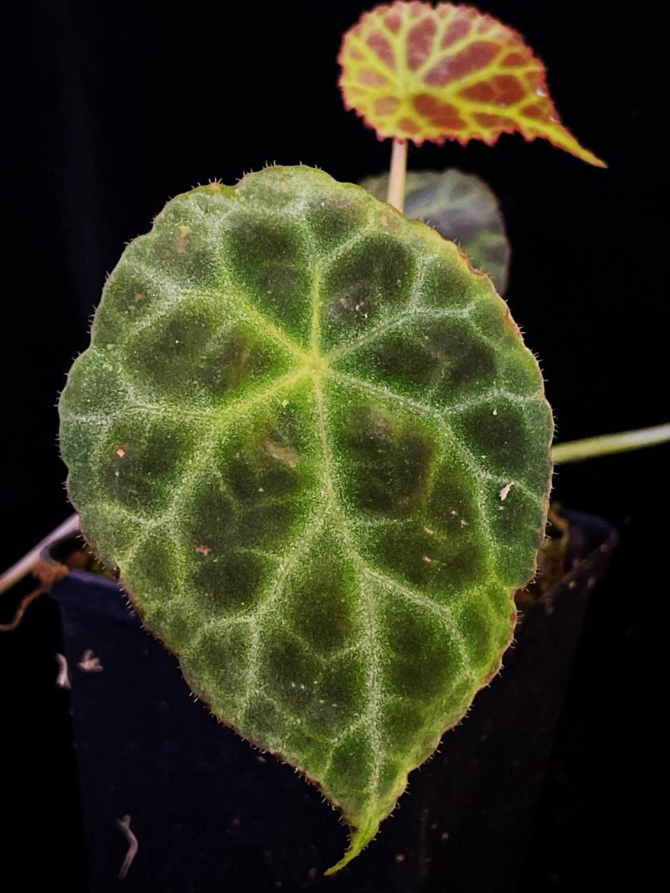 Begonia sp kalimantan