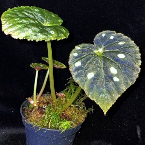 Begonia starry sky