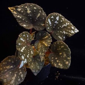 Begonia sykakiengii