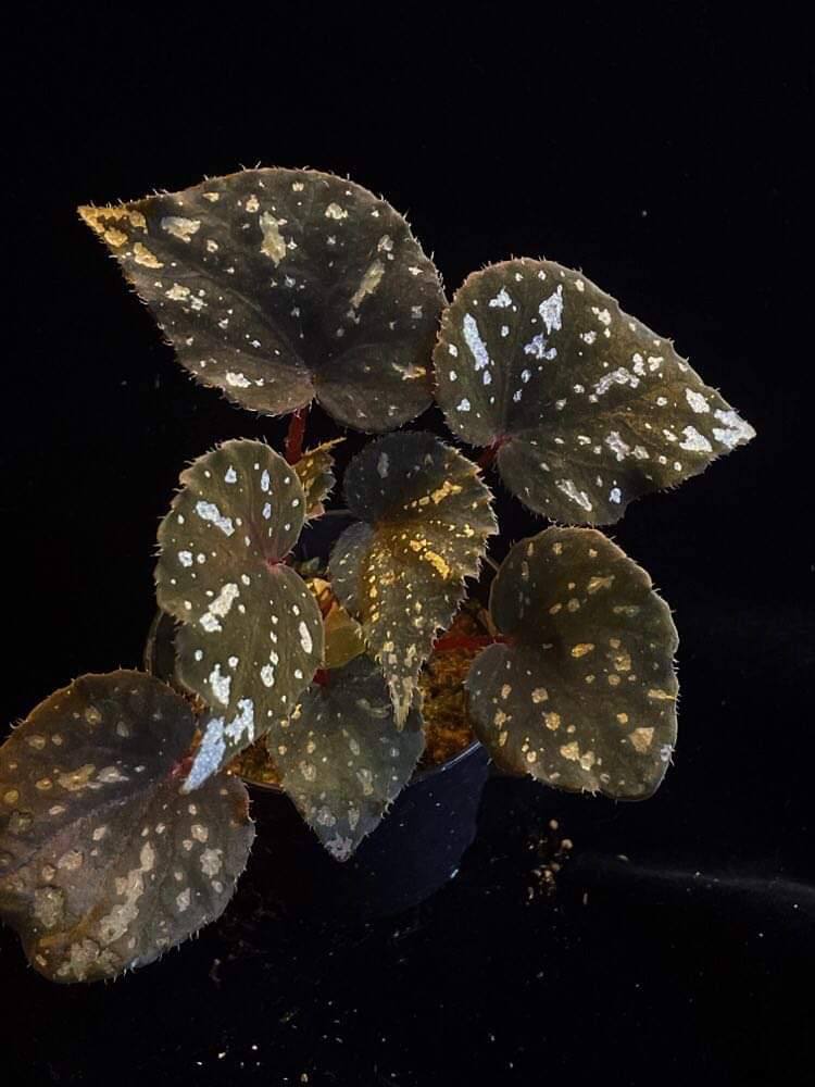 Begonia sykakiengii