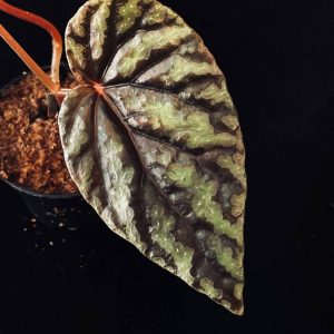 Begonia variabilis