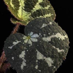 Begonia variifolia