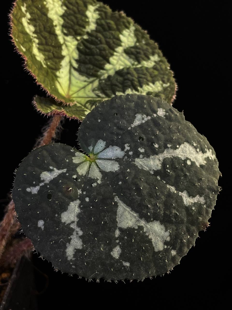 Begonia variifolia