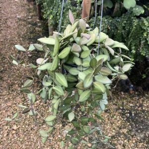Hoya burtoniae (rooted cutting)