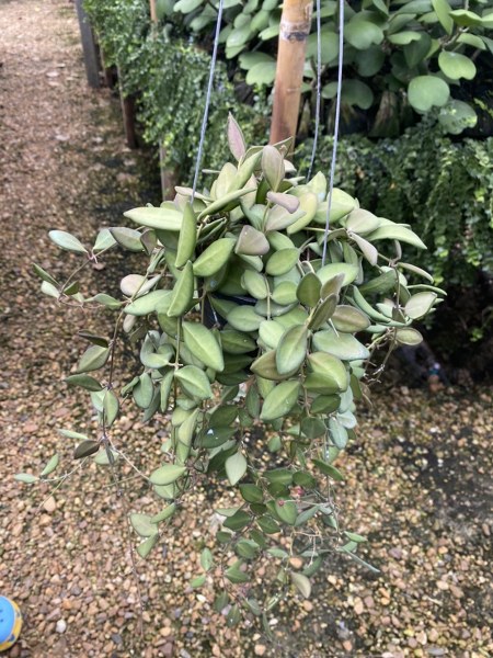 Hoya burtoniae (rooted cutting)