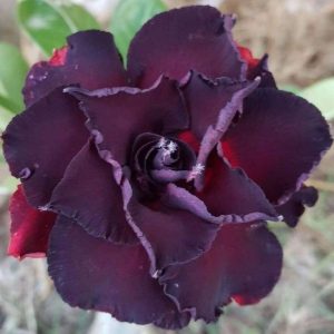 Adenium Black lamp